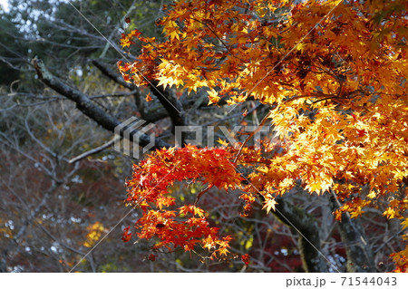 紅葉 71544043