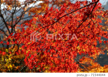 紅葉 紅葉 71544044