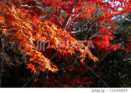 紅葉 71544045