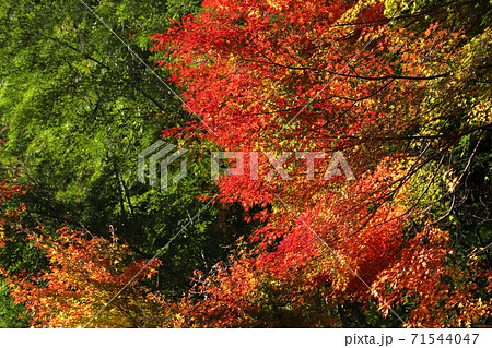 紅葉 紅葉 71544047