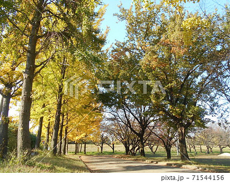 イチョウ　黄葉　川越 71544156