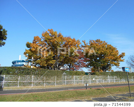 紅葉　川越　11月 71544399