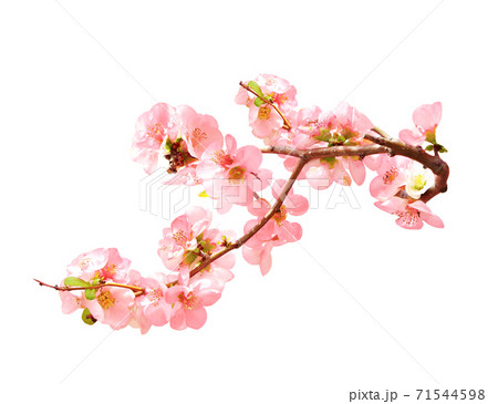 Branch of the blossoming Japanese Quince with pink flowers 71544598