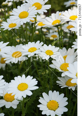春の花畑 春の花畑 71544897