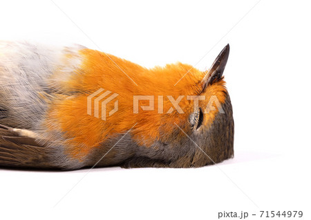 Dead robin red breast bird Dead robin red breast bird 71544979