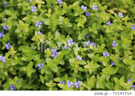 ウォーターバコパ ウォーターバコパ 71545554