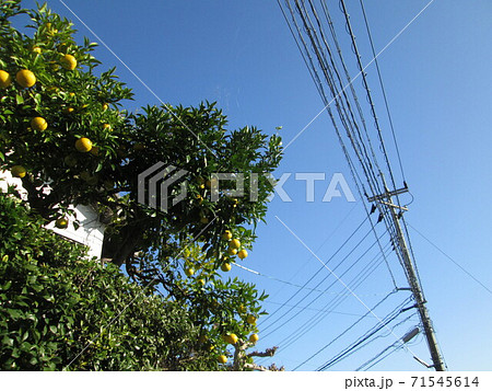 青空とミカンと電柱 71545614