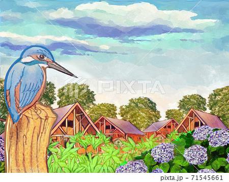 コテージを見渡すカワセミ コテージを見渡すカワセミ 71545661