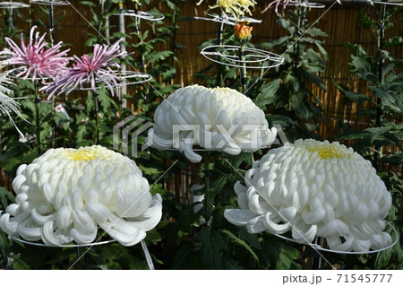 菊花展にて 菊花展にて 71545777