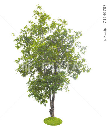 Beautiful green tree. 71546707