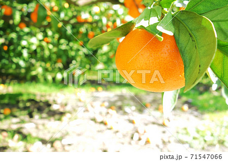 みかん 柑橘類 有田みかん みかん 柑橘類 有田みかん 71547066