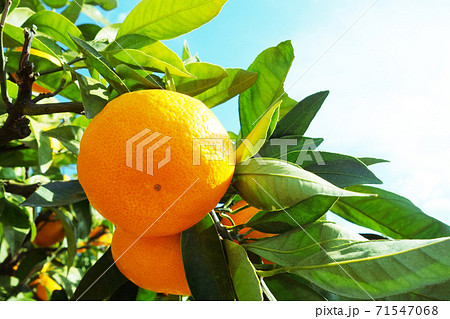 みかん 柑橘類 有田みかん みかん 柑橘類 有田みかん 71547068