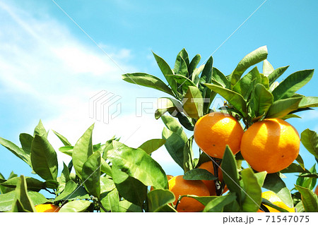 みかん　柑橘類　有田みかん 71547075