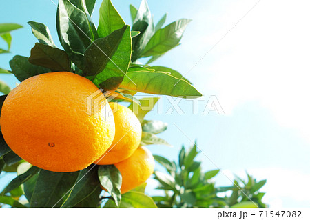 みかん 柑橘類 有田みかん みかん 柑橘類 有田みかん 71547082