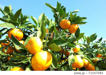 みかん 柑橘類 有田みかん みかん 柑橘類 有田みかん 71547085
