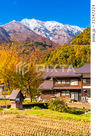 岐阜県 秋の白川郷 紅葉の合掌造り集落の写真素材