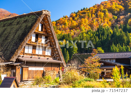 《岐阜県》秋の白川郷・紅葉の合掌造り集落 71547237