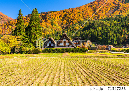 《岐阜県》秋の白川郷・紅葉の合掌造り集落 《岐阜県》秋の白川郷・紅葉の合掌造り集落 71547288