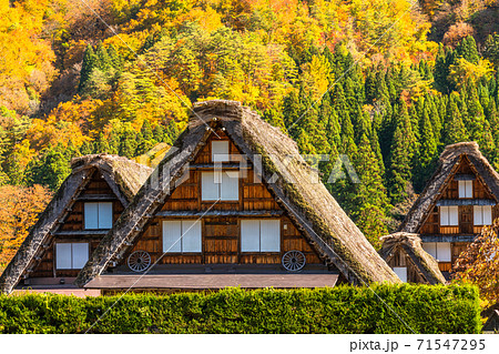 《岐阜県》秋の白川郷・紅葉の合掌造り集落 71547295