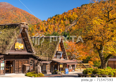 《岐阜県》秋の白川郷・紅葉の合掌造り集落 《岐阜県》秋の白川郷・紅葉の合掌造り集落 71547593