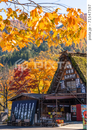 《岐阜県》秋の白川郷・紅葉の合掌造り集落 《岐阜県》秋の白川郷・紅葉の合掌造り集落 71547597