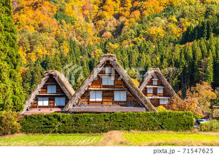 《岐阜県》秋の白川郷・紅葉の合掌造り集落 71547625