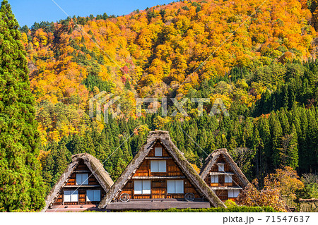 《岐阜県》秋の白川郷・紅葉の合掌造り集落 71547637