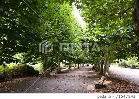 秋晴れの公園 都会のオアシス 秋晴れの公園 都会のオアシス 71547943