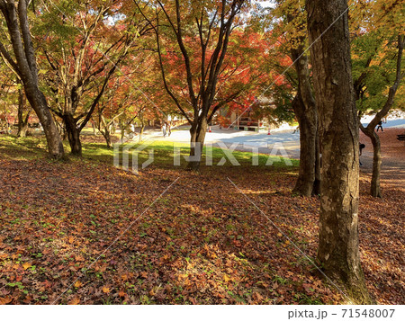 用作公園 紅葉 用作公園 紅葉 71548007