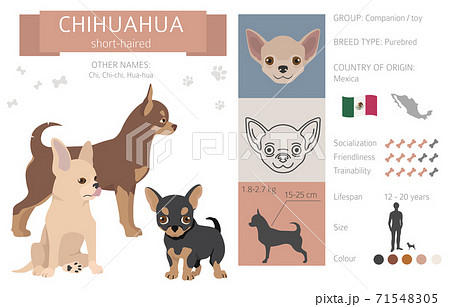 Chihuahua short coated dog isolated on white. Characteristic, color varieties infographic collection 71548305