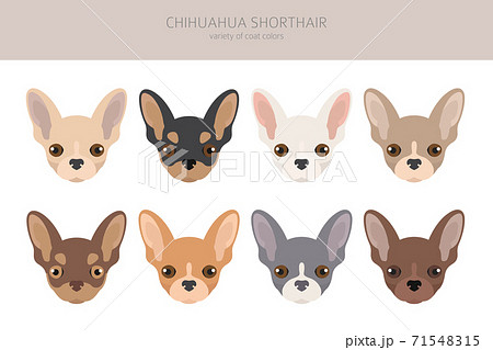 Coats clearance for chihuahuas