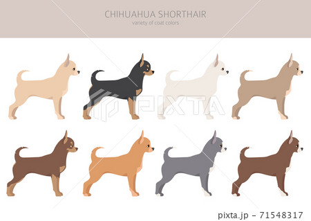 Chihuahua dogs different coat colors. Chihuahuas characters set 71548317