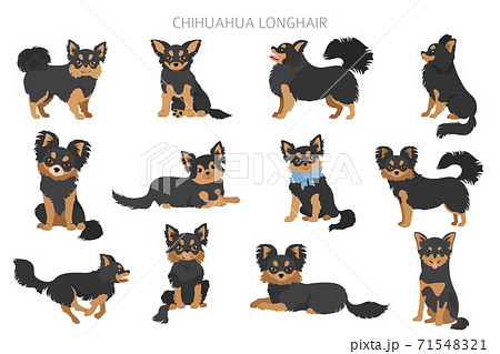 Chihuahua dogs in different poses. Adult and puppy set Chihuahua dogs in different poses. Adult and puppy set 71548321