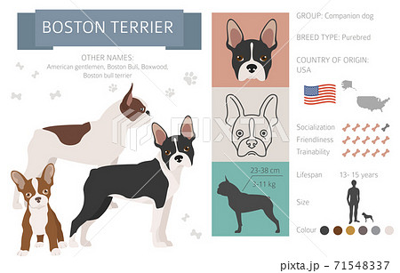 Boston terrier infographic. Different coat colors set. 71548337