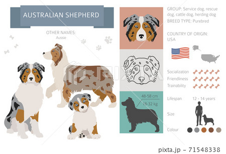 Australian shepherd dog. Characteristic, colors, temperament info. Dogs infographic collection 71548338