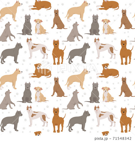 American staffordshire terrier dogs set. 71548342