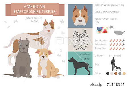 American staffordshire terrier dogs set. Color, different poses. Dogs infographic collection American staffordshire terrier dogs set. Color, different poses. Dogs infographic collection 71548345