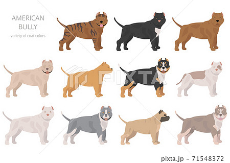 is the american bully legal in india