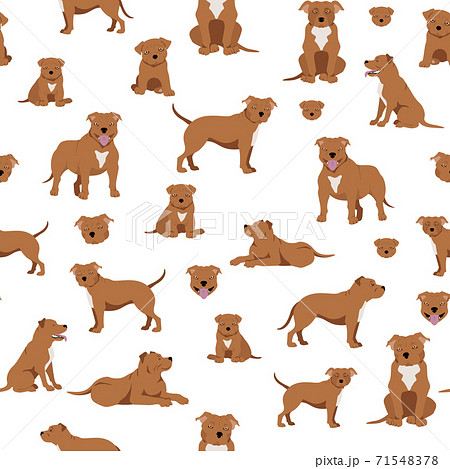 Staffordshire bull terrier seamless pattern. Staffy characters set Staffordshire bull terrier seamless pattern. Staffy characters set 71548378