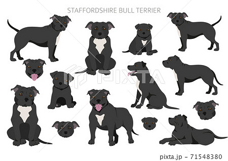 Staffordshire bull terrier in different poses. Staffy characters set 71548380