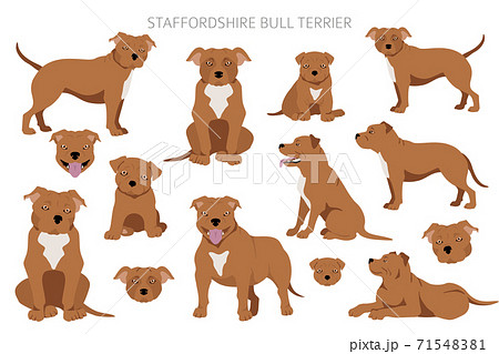 Staffordshire bull terrier in different poses. Staffy characters set Staffordshire bull terrier in different poses. Staffy characters set 71548381