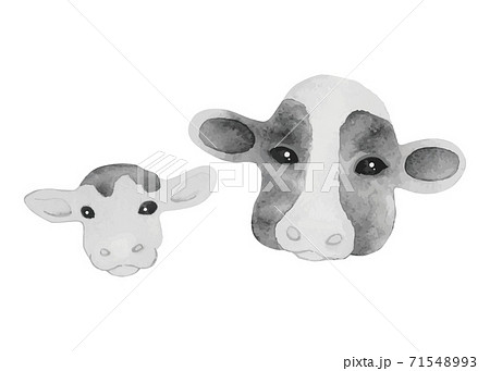 牛の親子 水彩画モノクロイラスト 顔のアップ のイラスト素材