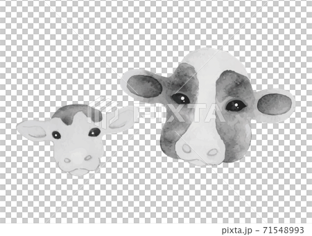 牛の親子 水彩画モノクロイラスト(顔のアップ) 牛の親子 水彩画モノクロイラスト(顔のアップ) 71548993