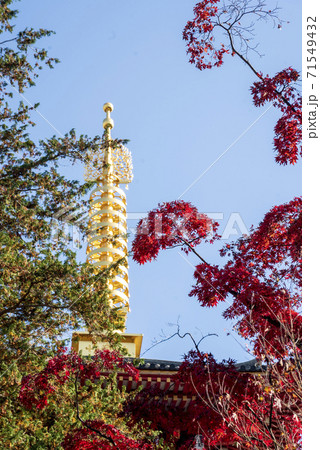 赤いもみじの紅葉と高幡不動五重塔の金色の相輪の写真素材