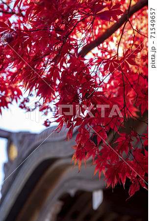 高幡不動大師堂前のモミジの真っ盛りの紅葉の写真素材