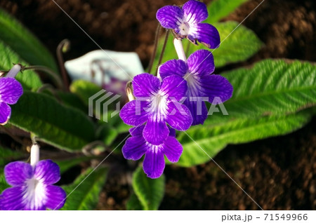 青いストレプトカーパスの花 71549966