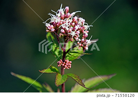 フジバカマ（藤袴） 71550120