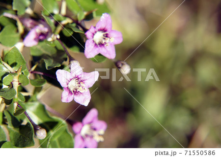 秋に咲くピンクの小さい花のトゲのある木の写真素材