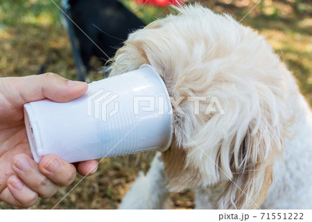 かき氷を食べる犬の写真素材