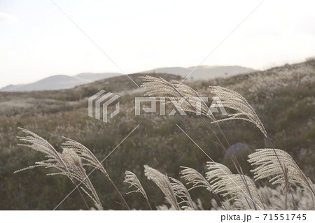すすきの草原広がる 秋吉台 すすきの草原広がる 秋吉台 71551745